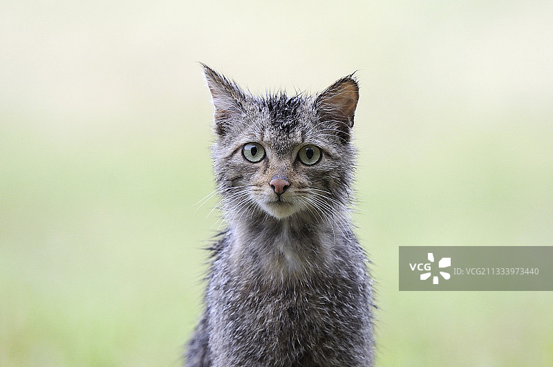 法国春季雨中野猫写真图片素材