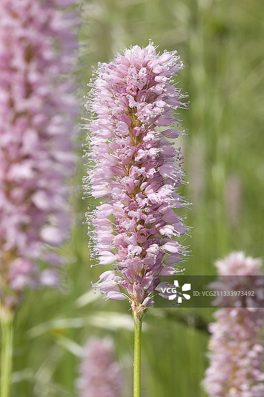 欧洲拳参花图片素材
