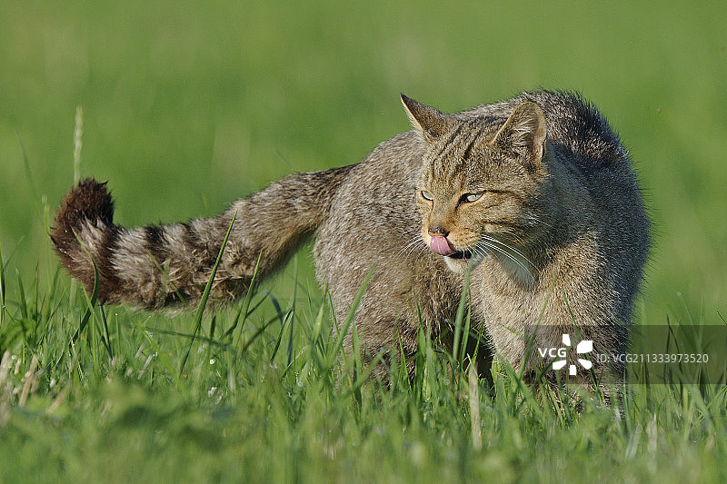 法国原野中舔嘴唇的野猫图片素材