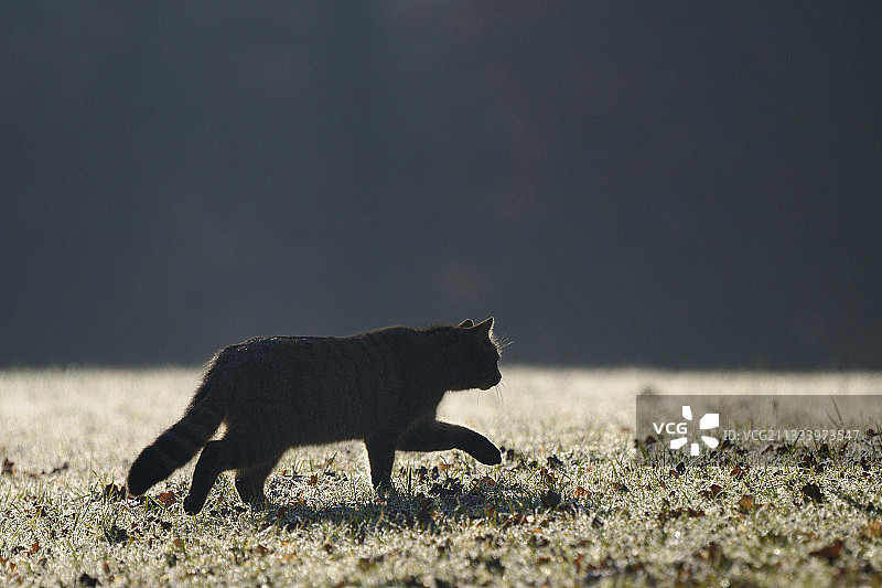 黎明霜冻草地捕猎的野猫图片素材