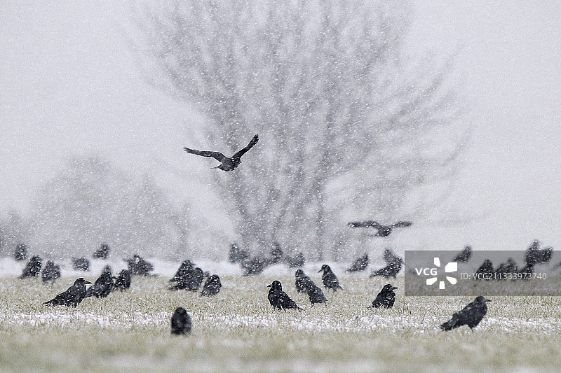 冬季法国雪地里的秃鼻乌鸦群图片素材