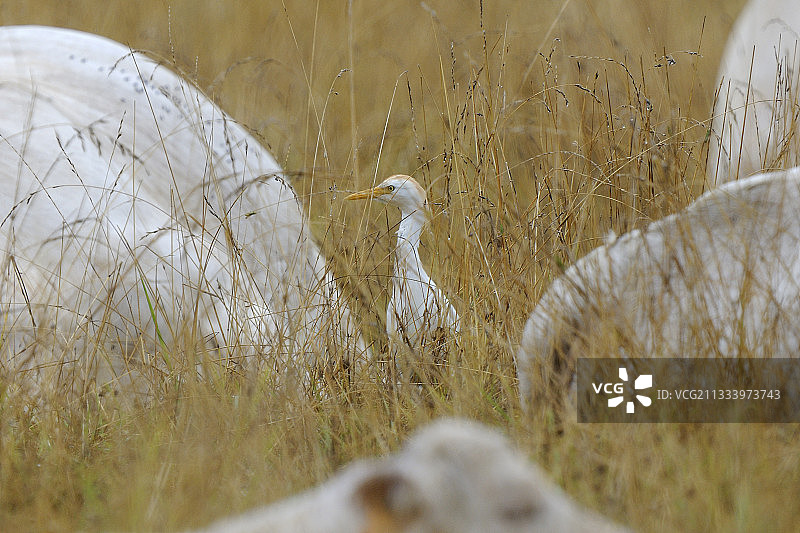 牛群中的牛背鹭图片素材