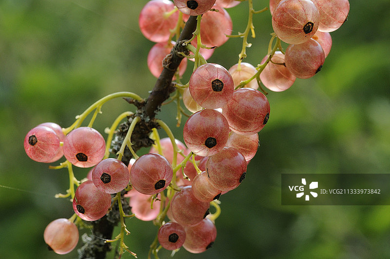 六月孚日山脉的红醋栗果实图片素材