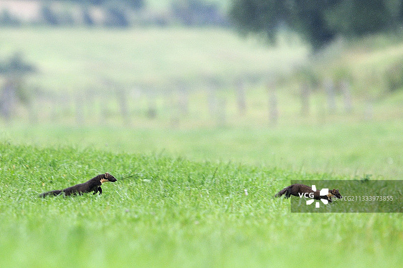 欧洲松貂雄性追逐雌性 法国图片素材
