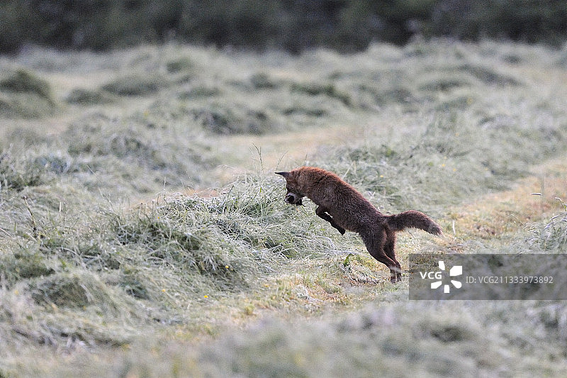 红狐试图捕捉田鼠（法国）图片素材