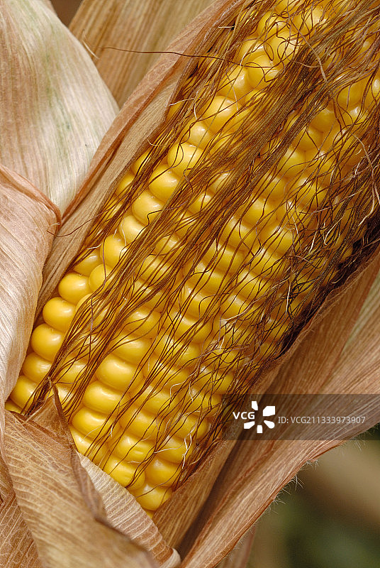 法兰西岛成熟玉米穗特写图片素材