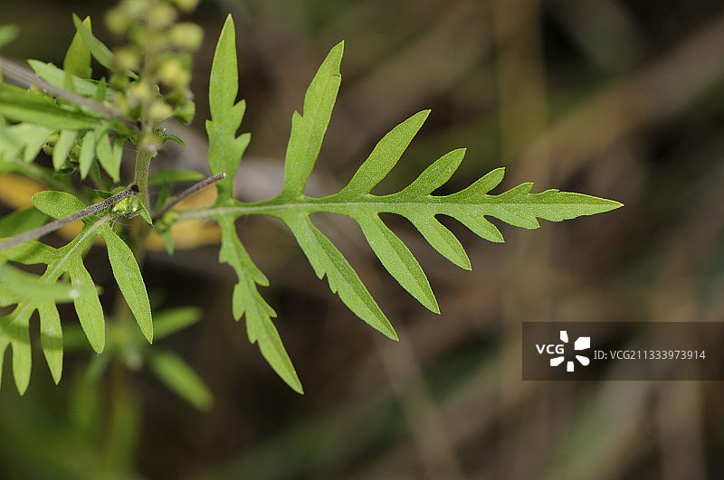 荒地：废弃铁路图片素材