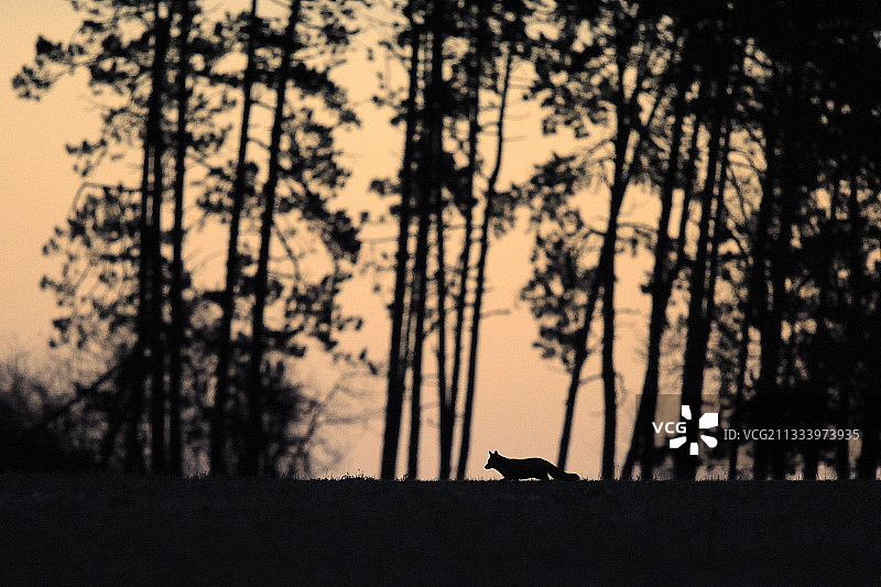 法国狩猎狐狸轮廓图片素材