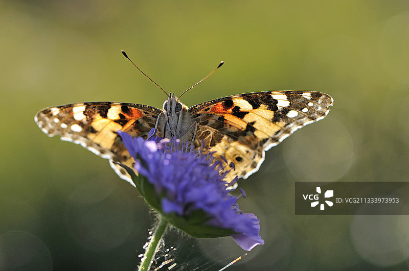 法国孚日山脉的美人凤蝶图片素材