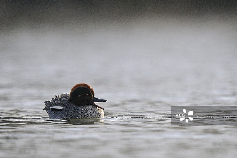 普通绿头鸭 - 法国图片素材