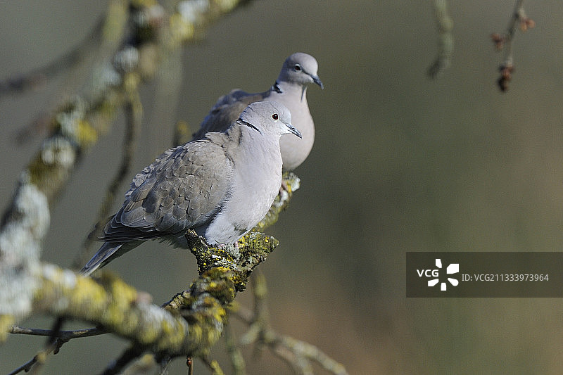 珠颈斑鸠图片素材