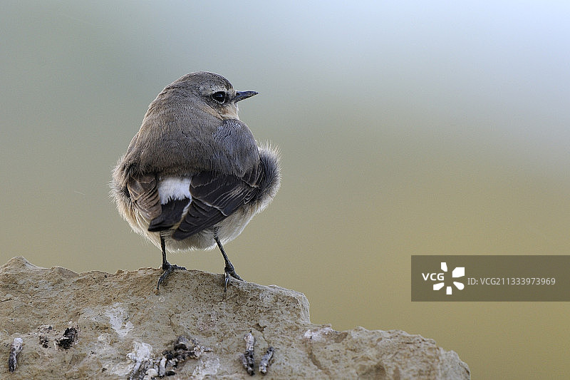 栖息在岩石堆上的雄性麦鸡，法国图片素材