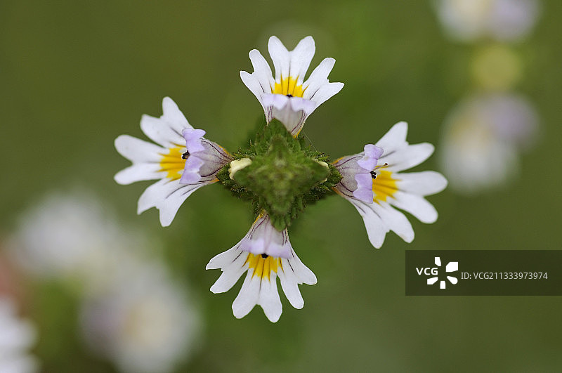 法国孚日山脉开花的小米草图片素材