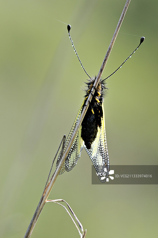 休憩中的蝶角蛉：法国比利牛斯图片素材