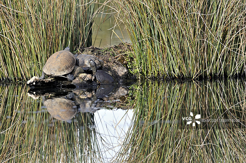 法国布雷讷中心池塘中的欧洲泽龟图片素材