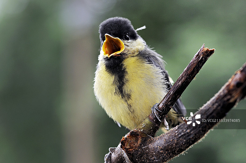 呼唤觅食的幼年大山雀，法国利穆赞图片素材