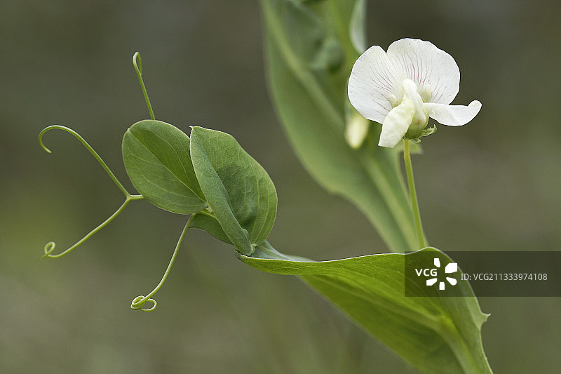 吉恩斯半岛上的Gesse鲜花图片素材