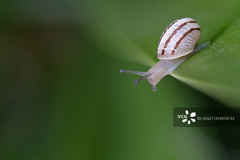 白唇园蜗牛在丝兰叶子上爬行图片素材