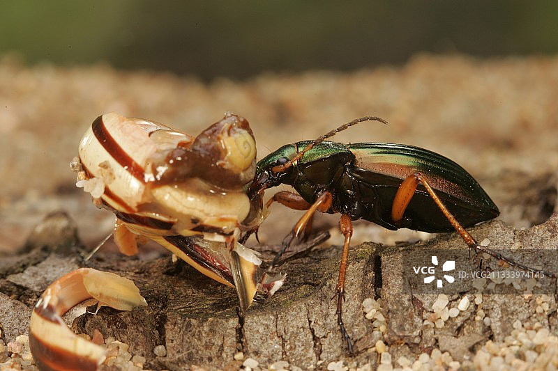 步行甲虫捕食蜗牛（法国中部）图片素材