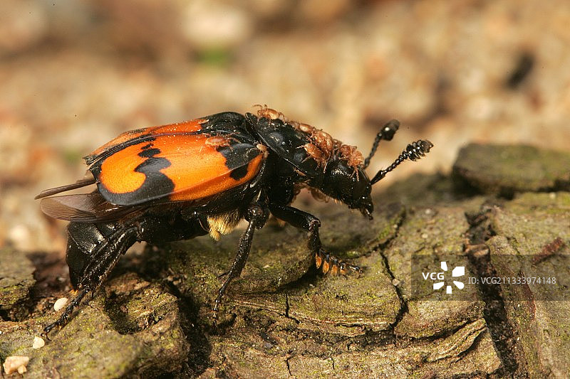 法国Undergrowth中感染蜱虫的埋葬甲虫图片素材