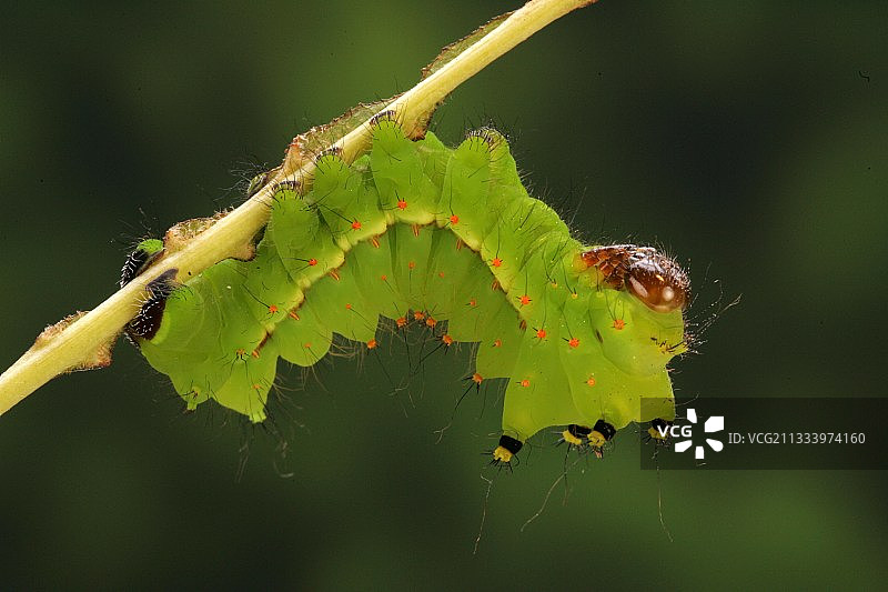 胡桃树叶上的印度月蛾毛毛虫图片素材