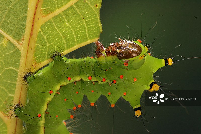 胡桃树叶上的印度月蛾毛毛虫图片素材