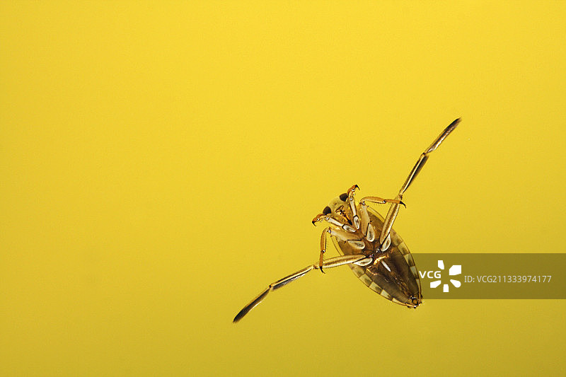 黄昏时分池塘水面的仰泳虫，法国图片素材