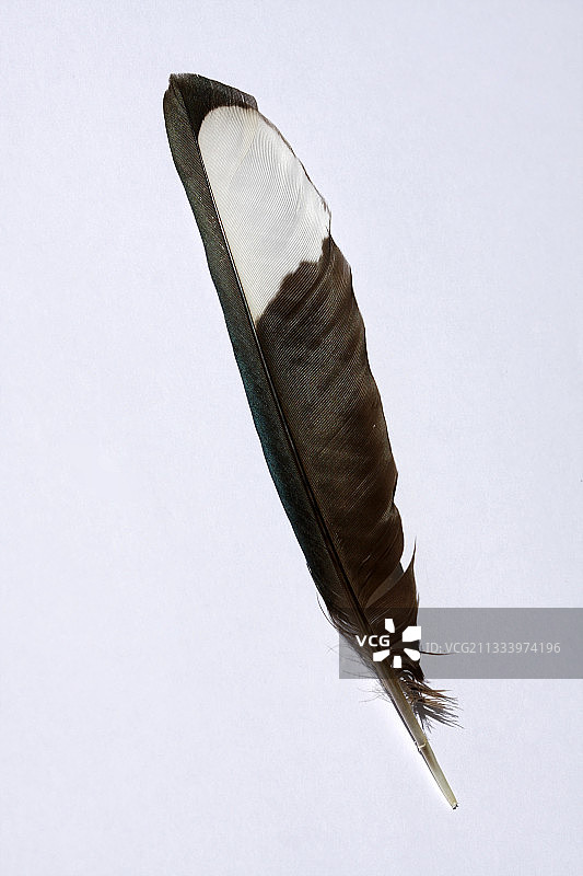 喜鹊羽毛特写图片素材