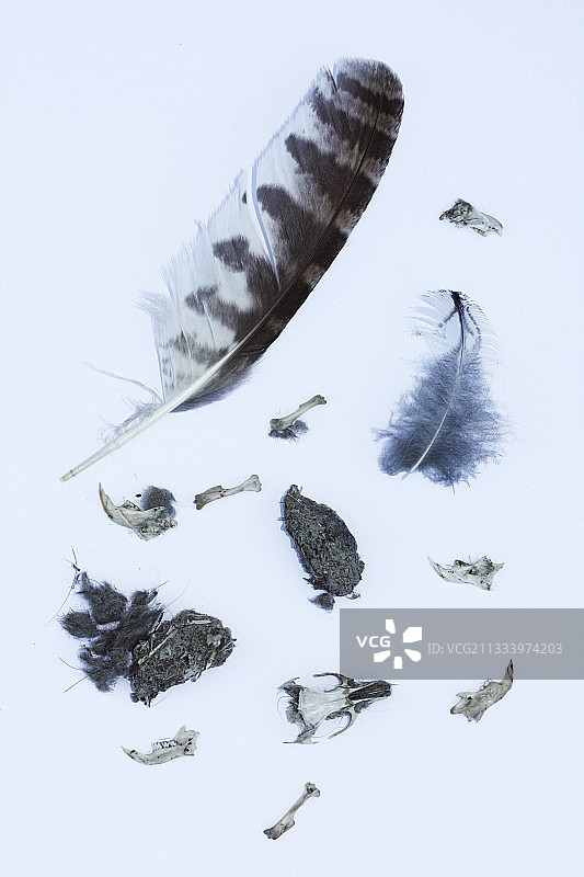 茶色猫头鹰的排泄物图片素材