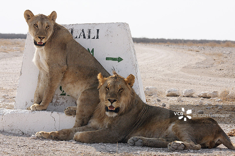 纳米比亚埃托沙国家公园 标志牌阴影下的狮子图片素材