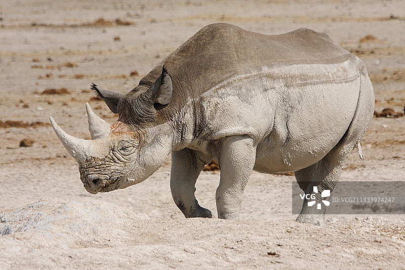 在埃托沙国家公园水坑中沐浴后的黑犀牛图片素材