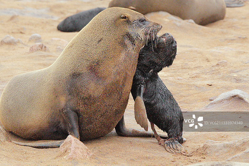 海豹哺育幼崽（纳米比亚）图片素材
