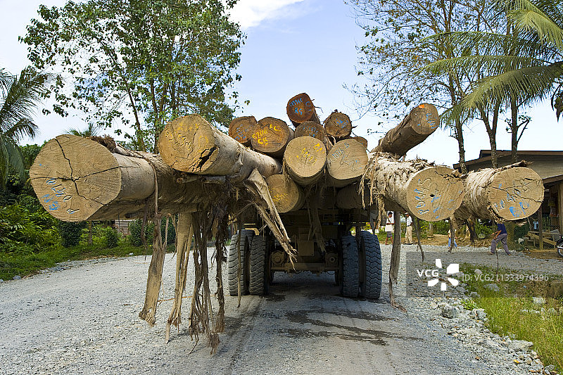沙巴州达南谷婆罗洲的木材运输图片素材