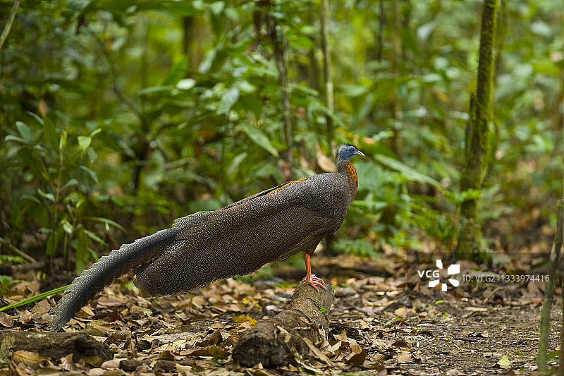 眼斑雉图片素材