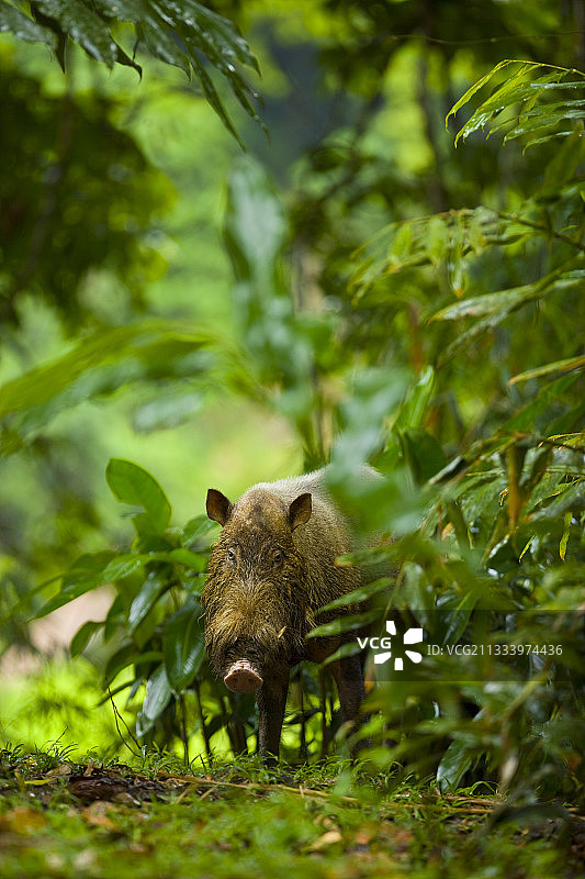 婆罗洲达南谷的髯猪图片素材