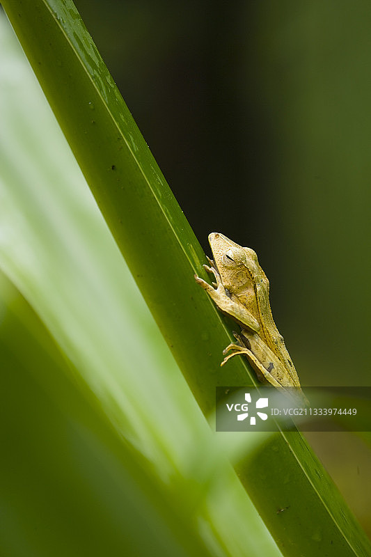 婆罗洲角蛙在马来西亚达南谷的树叶上图片素材