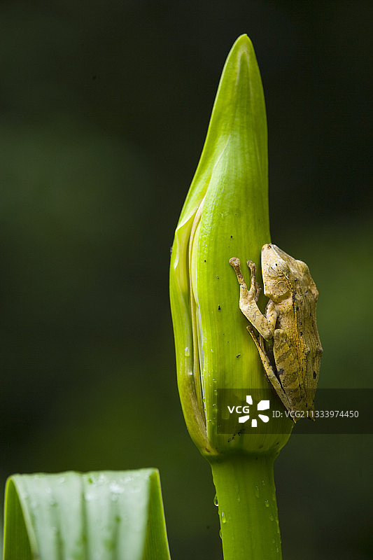 马来西亚婆罗洲达南谷的婆罗洲耳蛙图片素材