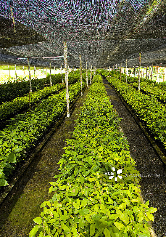 达南谷婆罗洲马来西亚的树木苗圃图片素材