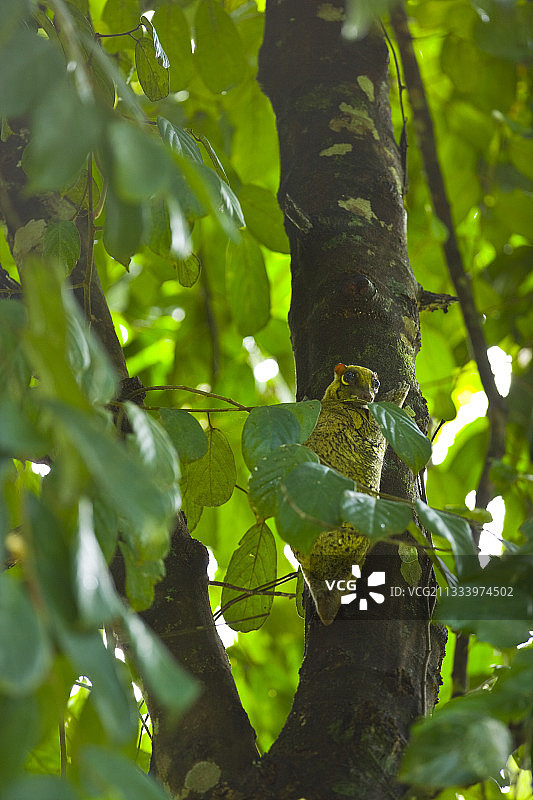 马来鼯猴，马来西亚丹侬谷图片素材