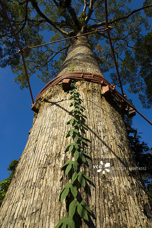 马来西亚婆罗洲达南谷树冠走道图片素材