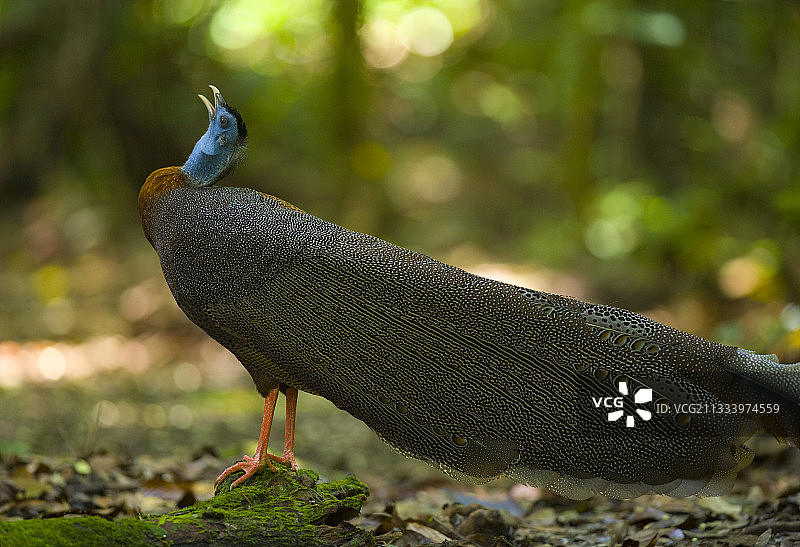 达南谷，婆罗洲，马来西亚的优良雉display展示图片素材