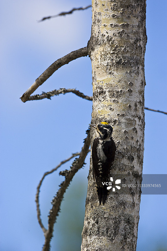树干上的三趾啄木鸟 - 芬兰图片素材