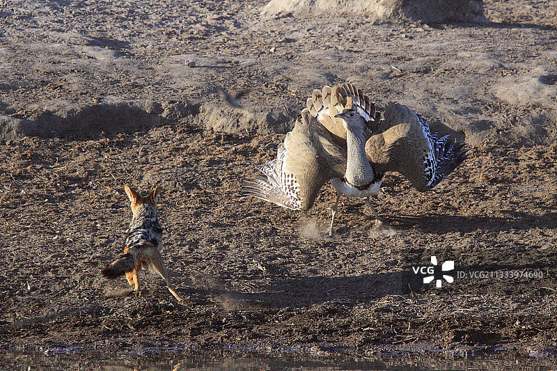 豺狼与鸨在饮水点相遇图片素材