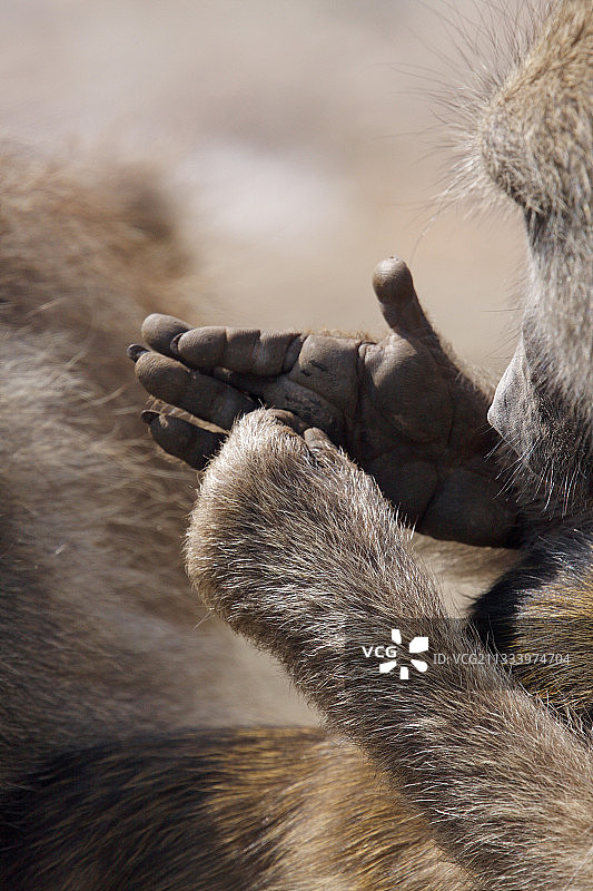 克鲁格国家公园的豚尾狒狒图片素材