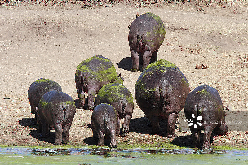 克鲁格国家公园中从河里出来的河马图片素材