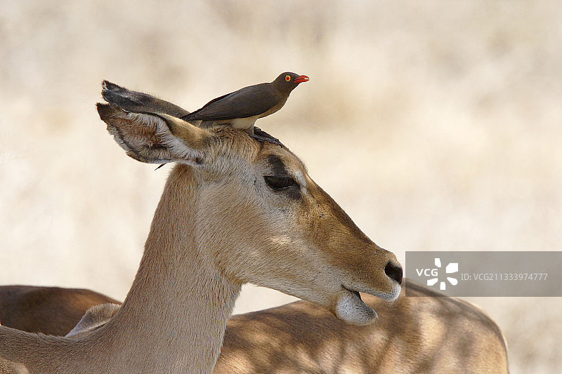 克鲁格国家公园里的红嘴牛椋鸟与雌黑斑羚图片素材