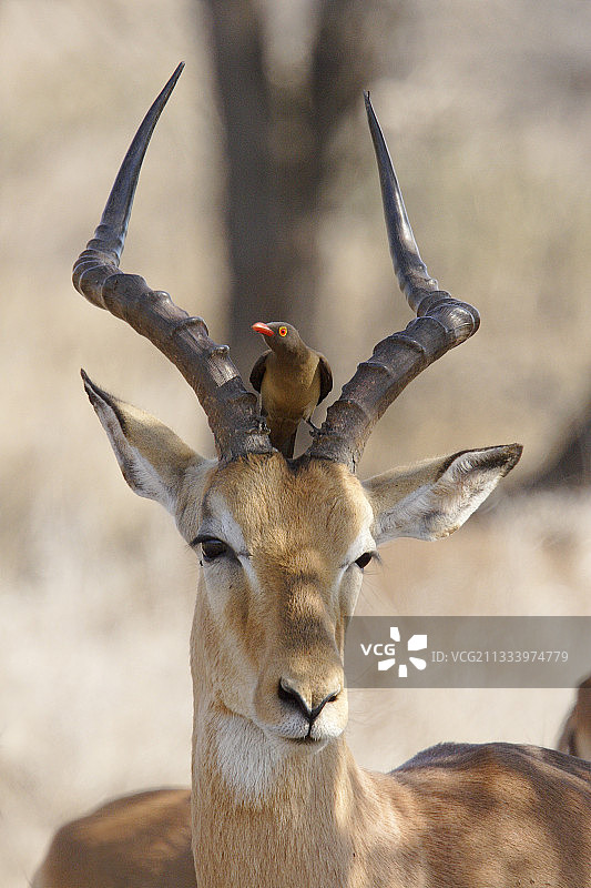 克鲁格国家公园里的红嘴牛椋鸟与雄性黑斑羚图片素材