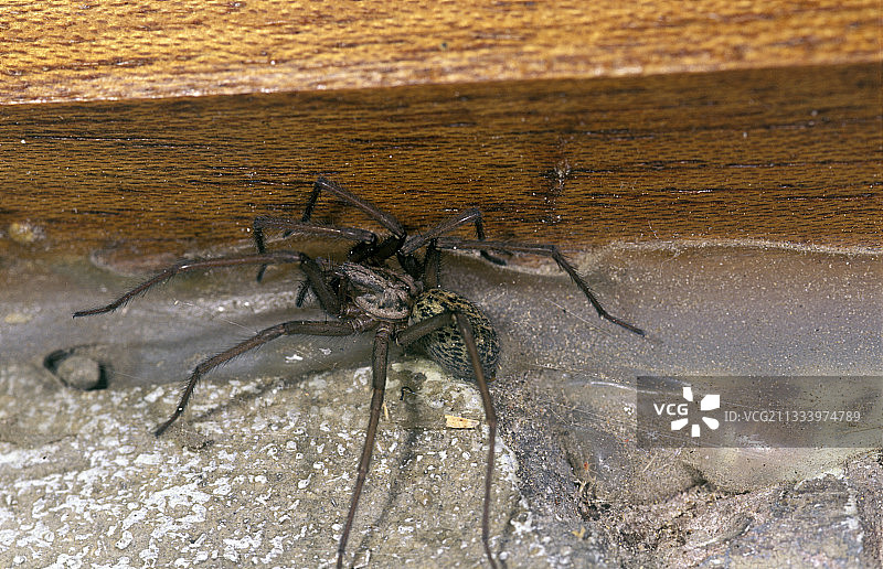 家蜘蛛图片素材