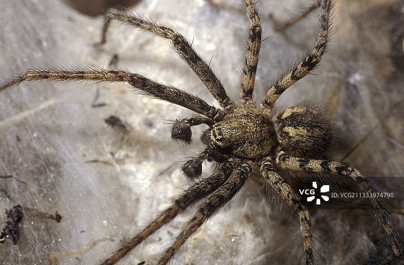 常见家蜘蛛（雄性）图片素材