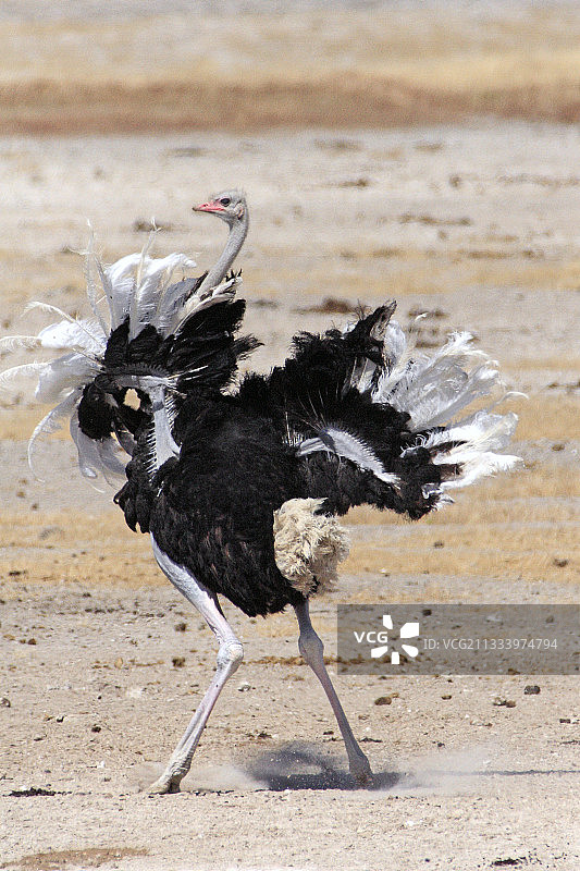 鸵鸟躲避黑 Smith 的攻击图片素材